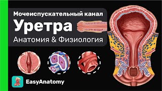 Мочеиспускательный канал: Анатомия &amp; Физиология | Easy Anatomy