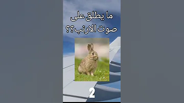 ما يطلق على صوت الارنب 