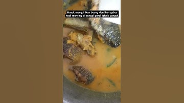 mancing pakai teknik congok/neger/tajur dapat ikan baung & ikan gabus #mancingtajur #ikanbaung #fyp