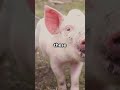 Moo Deng's Sassy 2026 Siblings Are Here! 🐽 #funnypets #facts