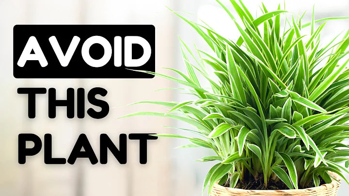 10 Easy Care Plants That Are Actually A Nightmare - DayDayNews