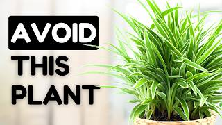 10 Easy Care Plants That Are Actually A Nightmare