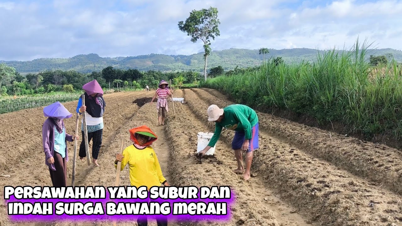 Gaji PNS Kalah Modal 70 KG Bawang Panen 7 Kwintal Dalam 2 Bulan Omzet gaji-pns-kalah-modal-70-kg-bawang-panen-7-kwintal-dalam-2-bulan-omzet