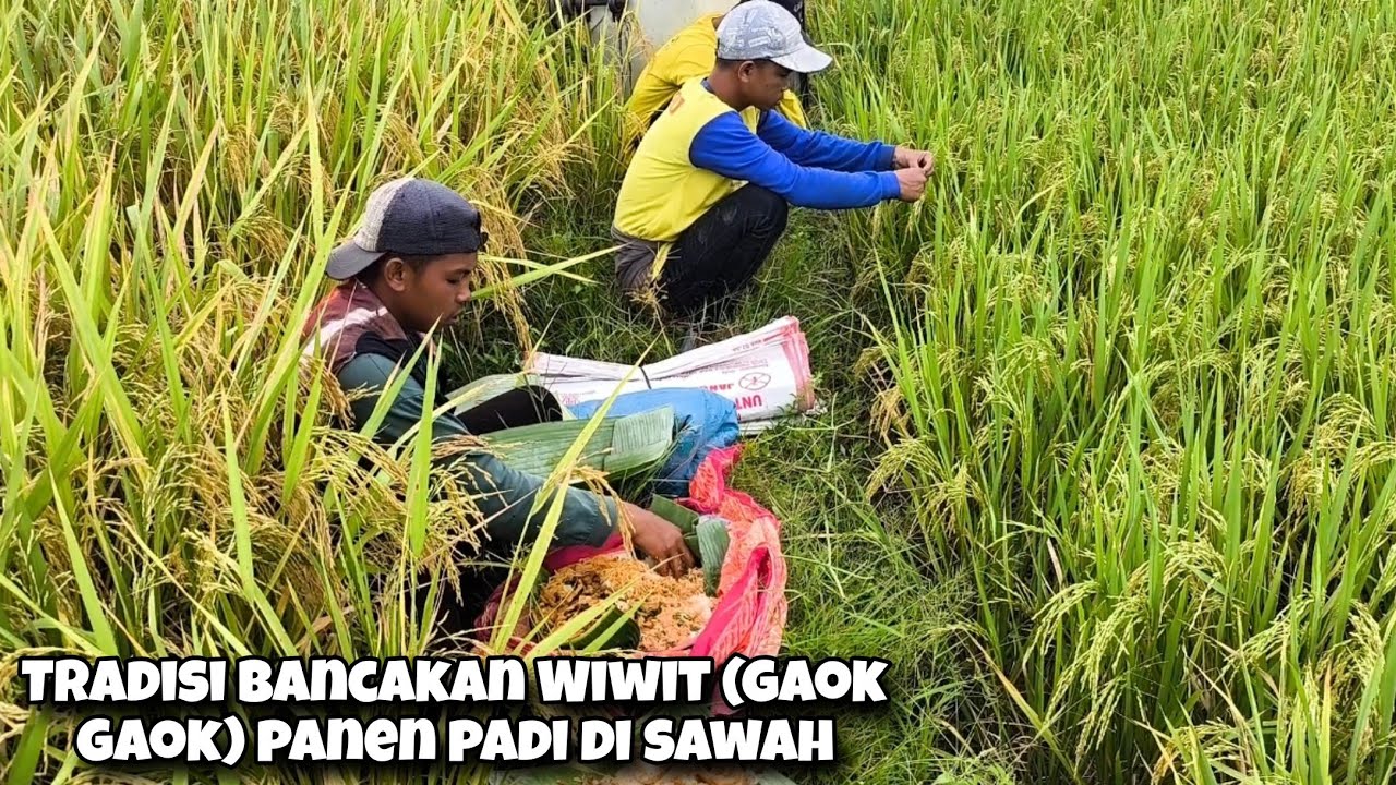 Meski Bulan Puasa Tetap Ada Bancakan WIWIT dan Cerita Petani Bawang 80 Juta Sekali Panen Raya Part 2