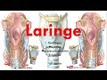 Anatomía - Laringe (Cartílagos, Músculos, Articulaciones, Arterias, Nervios)