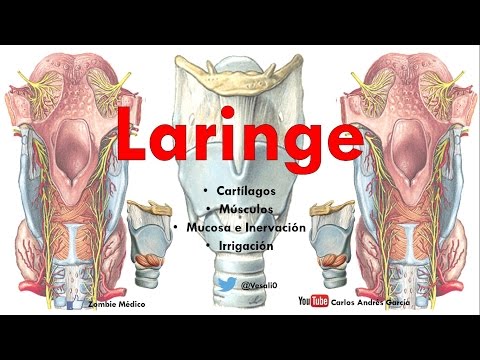 Anatomía - Laringe (Cartílagos, Músculos, Articulaciones, Arterias, Nervios)