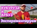 Кукуруза Свит Наггет, Кукуруза Харди. СЕЕМ И ЭКСПЕРИМЕНТИРУЕМ! #кукуруза