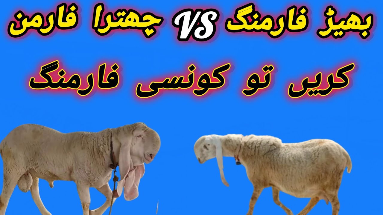 بھیڑ فارمنگ کریں یا چھترا فارمنگ ذیادہ پرافٹ کس میں