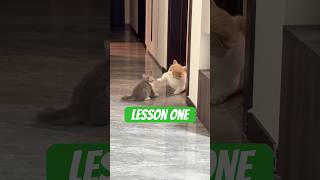 Lesson one or first attack 😤 #cat #catshorts