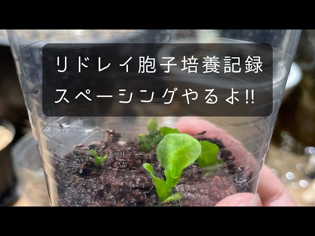 リドレイ胞子培養記録 STEP2!! - YouTube
