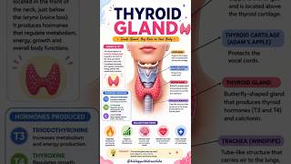Thyroid Gland: The Small Gland with a Big Impact! #thyroid #thyroidhealth #thyroidgland #hormones