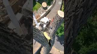 tree work compilation