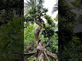van thang#bonsai #caytrong #cayantrai