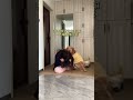 The golden retriever the warm-hearted man lives up to his reputation #Pet dog#Puppy #Human