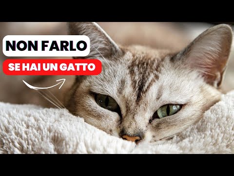 Video: Nove prodotti per arricchire la vita del tuo gatto