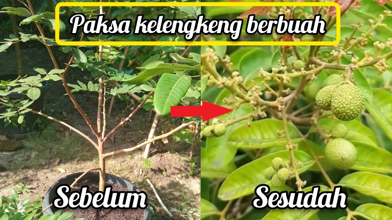 Cara membentuk pembuahan kelengkeng dalam pot