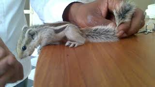 Furry Squirrel Caught & Released