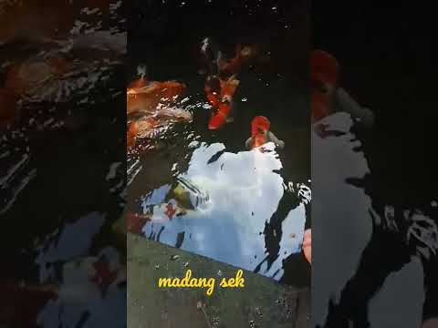 Koi Madang Pagi