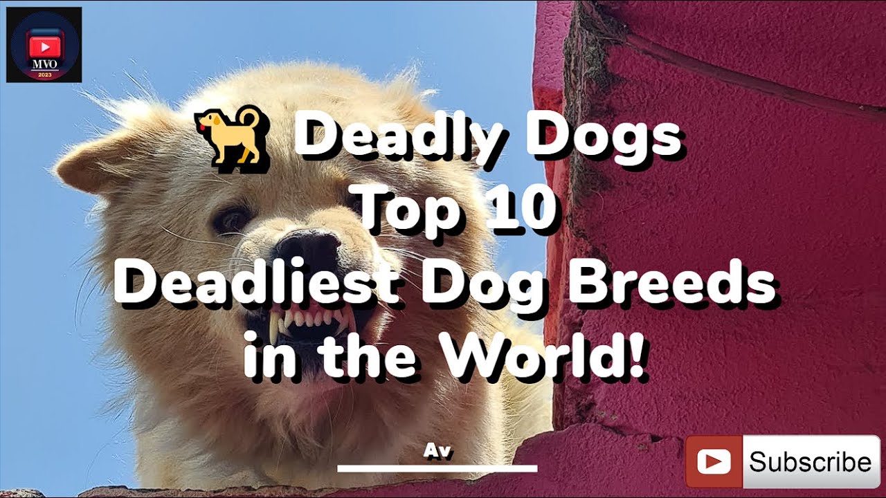 FUNNY🐕 Deadly Dogs Top 10 Deadliest Dog Breeds in the World! YouTube