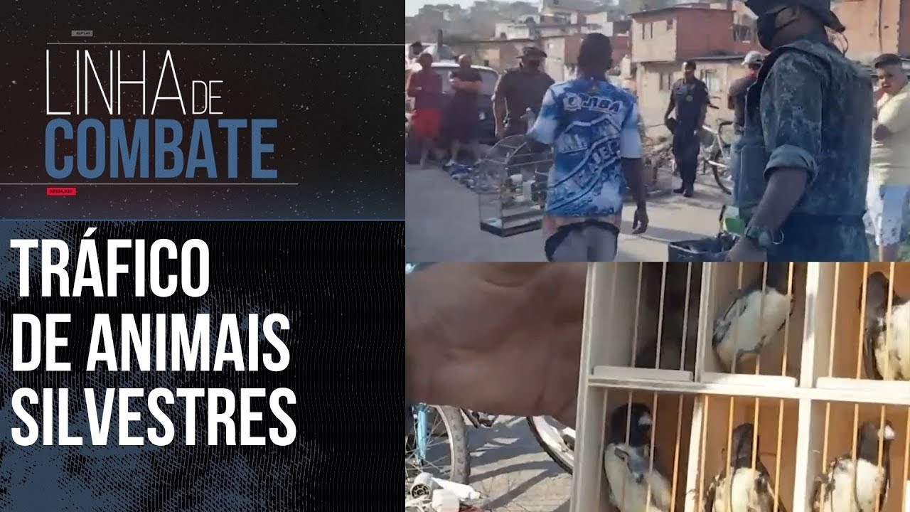 POLÍCIA AMBIENTAL IMPEDIU O TRÁFICO E CONTRABANDO DE ANIMAIS SILVESTRES | LINHA DE COMBATE