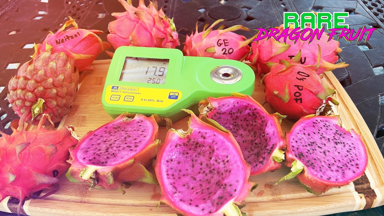 summer-dragon-fruit-tasting-megamix-rare-varieties-delicious-and