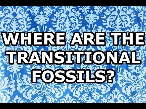 Where Are the Transitional Fossils?