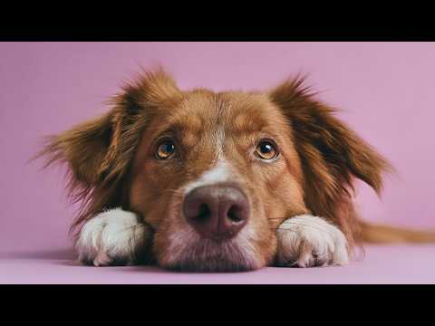 Stress Relief Music to Relax Worried Dogs