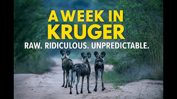 This Is Why Kruger Is the Greatest Safari on Earth | A Week In Kruger National Park #wildlife