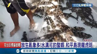 隨意放生破壞生態平衡！水溝成另類釣蝦場 基隆和平島出現龍虎斑身影｜記者 林俊華 洪儀婷｜【萌寵54來當家】20200615｜三立新聞台