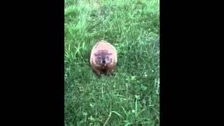 Woodchuck attack