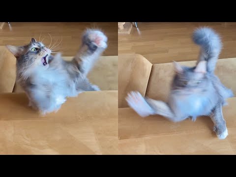 メインクーンが猫じゃらしで遊んだらこうなった/Maine Coon cat that loves catnip