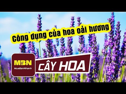 Video: ChiaCây Oải Hương - Tìm hiểu Cách và Khi nào Tách Hoa Oải Hương