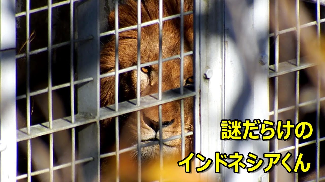 しげぞうライオン 高岡銅器 OMOSHI Bookend Section「ライオン」 | ギフトショップ Nihon