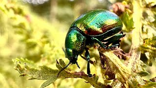 Rare Tansy Beetles captured on iPhone 14 Pro camera