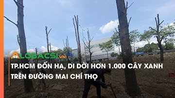 TP.HCM đốn hạ, di dời hơn 1.000 cây xanh trên đường Mai Chí Thọ