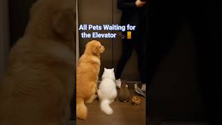 All Pets Waiting for the Elevator 🚪🐾 | Funny Cute Animal Short