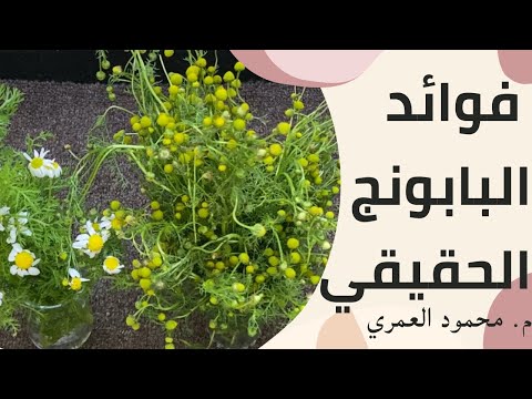 كيف نفر ق البابونج الاصلي عن الاقحوان ونعرف فوائدهما      