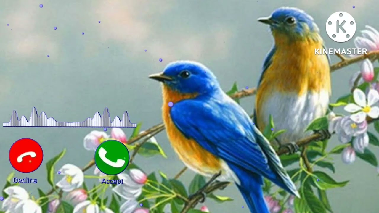 Birds chirping Ringtone 🐦🐦 Birds natural sound of beauty🐦🐦 natural sound of nature 🌱🌱