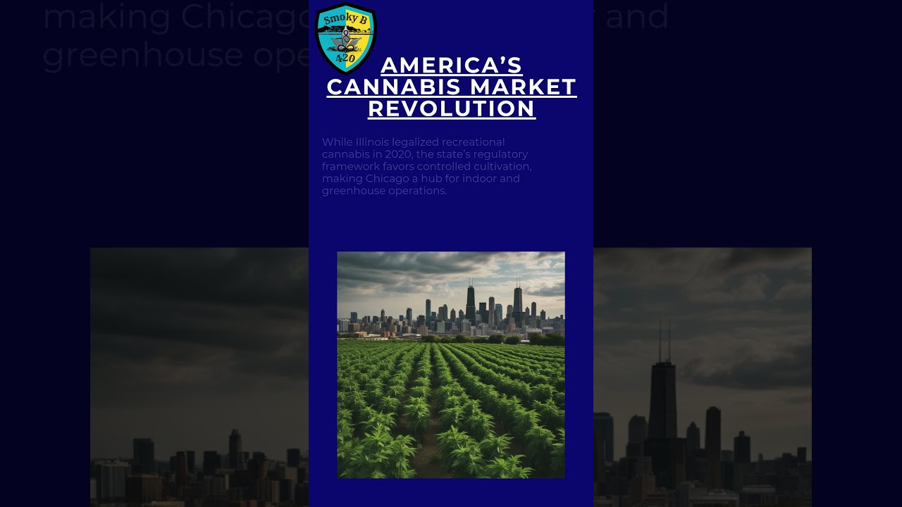 Chicago: A Cannabis Cultivation Powerhouse