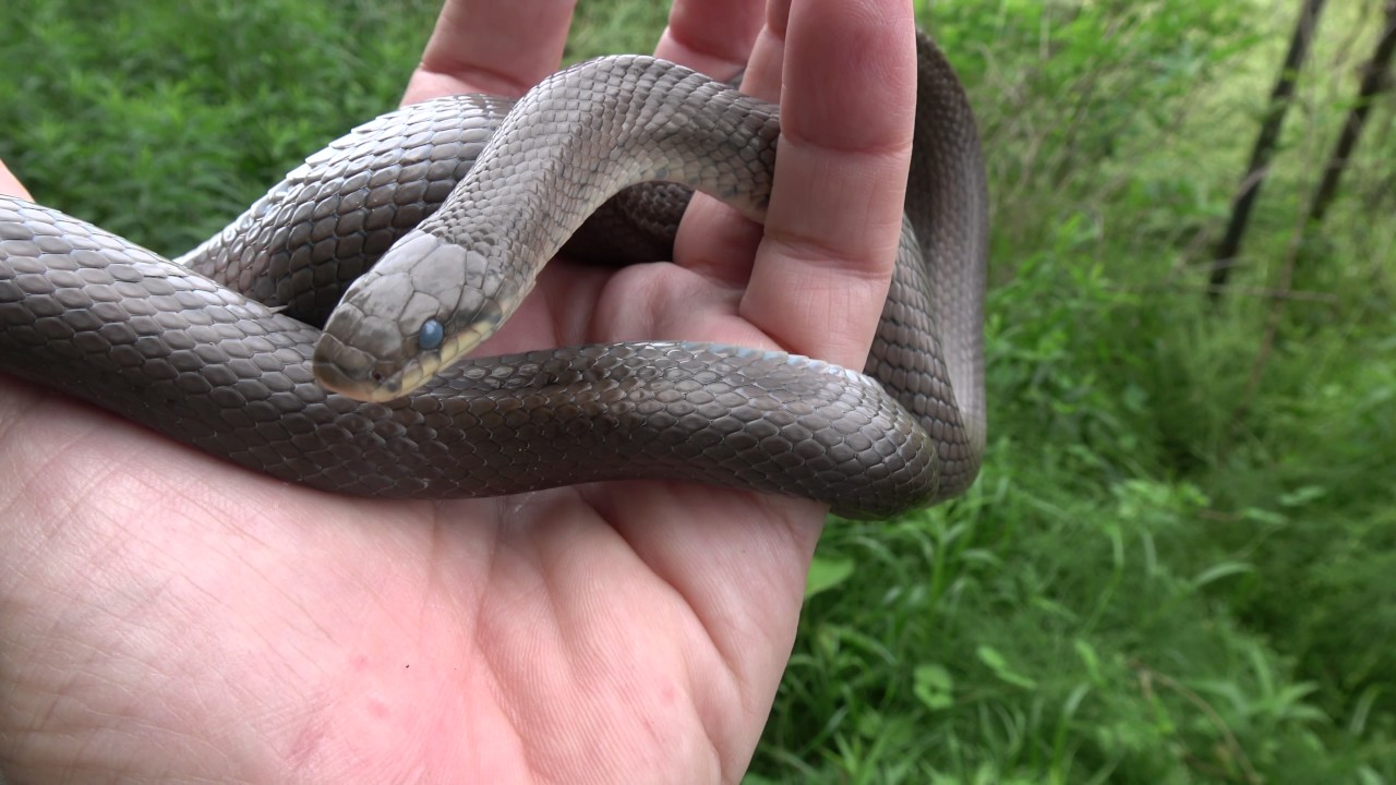 herping gear Field Herping Japan | Ratsnakes
