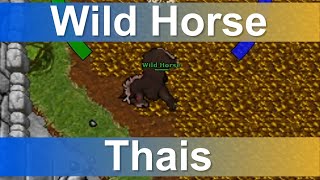 Tibia - Wild Horse - Mount - Thais