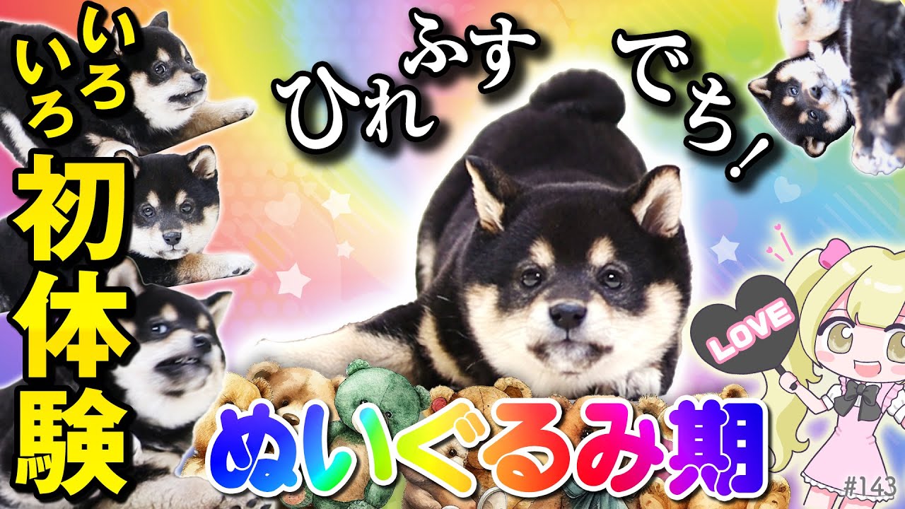 Stuffed Animal Stage] Shiba Inu puppy scared of his first