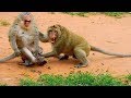 OMG! Big male monkey attacks Lizzy hard, Pity baby Lizza cry under mom