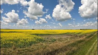 Blooming Summer Crops – Grand Forks County, ND