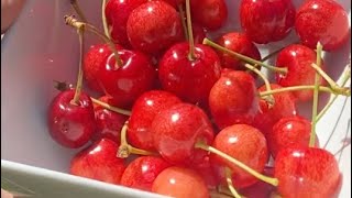 Planting Cherry Tree