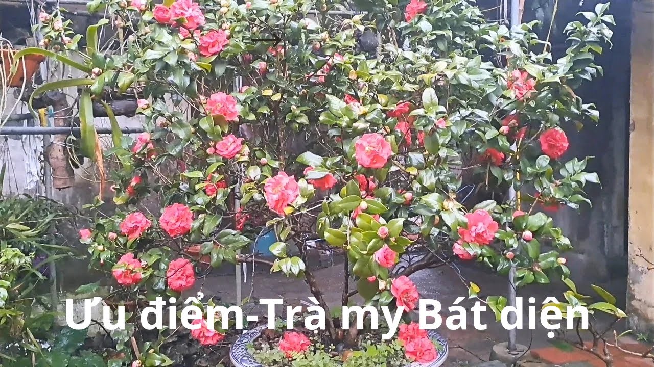 Ưu điểm của cây Trà my thâm hồng Bát diện| Trà bát diện |Đức Thành KB