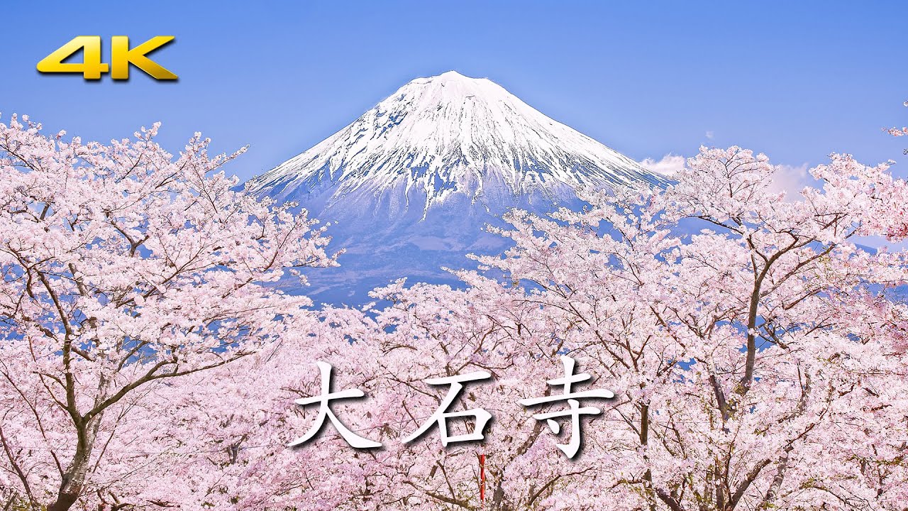 4k 大石寺 5000本の桜と霊峰富士 Mt Fuji And Cherry Blossoms At Taisekiji Temple Shot On Bmpcc6k Youtube