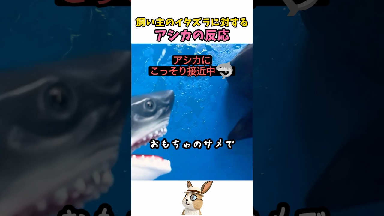 イタズラに対するアシカの反応