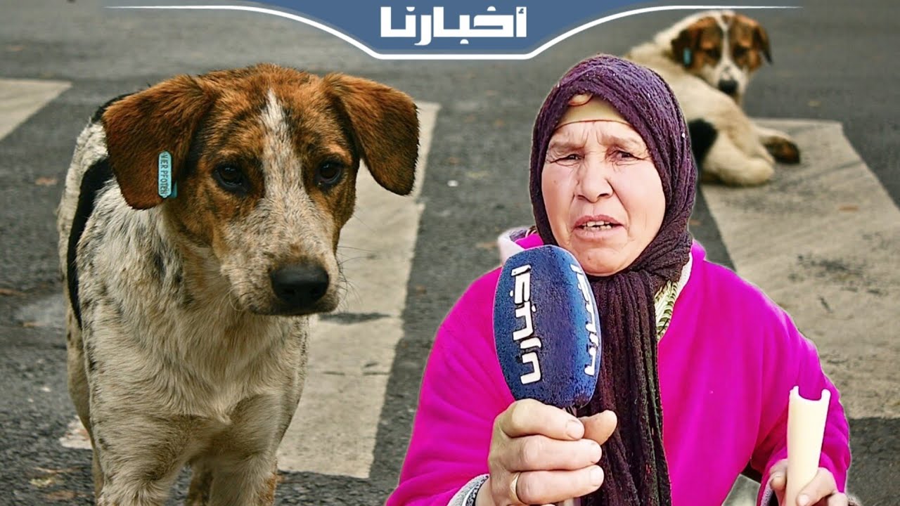 مواطنة من تالسينت نواحي فيگيگ تشتكي من معاناة الساكنة مع الكلاب الضالة