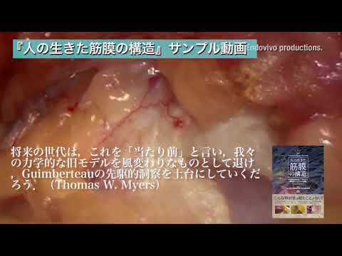 動画で見る『人の生きた筋膜の構造』 - YouTube